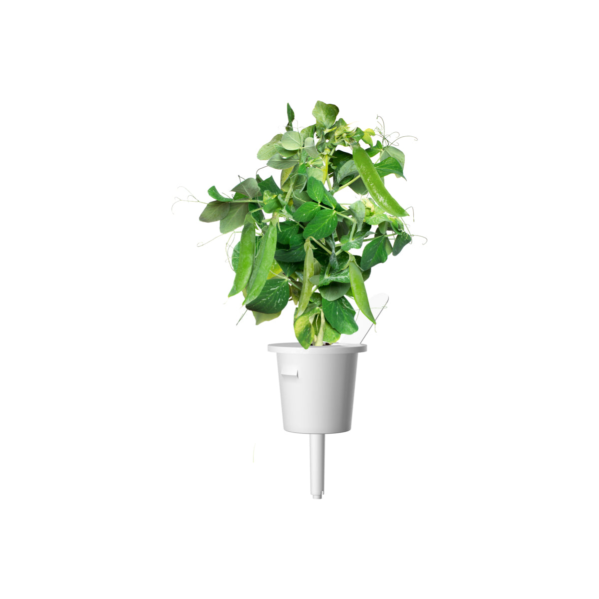 Мини грах - 3 капсули семена за Smart Garden - iSTYLE BG